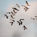ptaki w parku w borach tucholskich